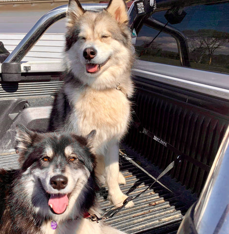 Tray Safe T Double Trouble - Ute tray safety restraint- Secure both your dogs to the Ute Tray - Skulldrag Industries